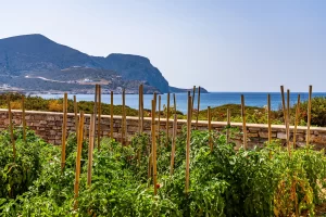 The sea views and our vegetable garden.