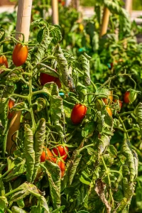 The cherry tomatos of our vegetable garden.